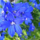 예진꽃농원 이미지