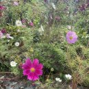 갈기산 포레스트 힐 이미지