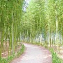 대나무랜드 이미지