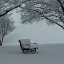 동백 이미지