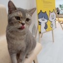 캣플 동탄점 | 🐾 동탄 라크몽 고양이카페 &lt;캣플&gt; 방문기 🐾
