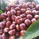 알밤농장 이미지