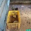 삼남매 염소농장 이미지