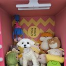 고양이발자국 | 말티즈 눈물자국 없애기. 진짜 감사해요!!