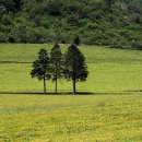 보성신옥로제다 이미지