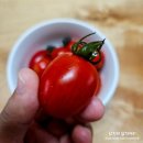 청개구리과일집 - 수원시 장안구 광교산로 132 | 청개구리과일집