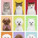 바르개맛있개 이미지