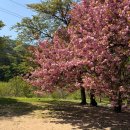 양양 진전사지 삼층석탑 | 양양 5월 겹벚꽃 진전사지 삼층석탑, 봄나들이 명소 추천(양양 아기랑 가볼 만한 곳, 주차)