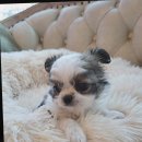 도그마루 고양이강아지 청주점 이미지