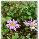 하늘에서 온 선물 이미지