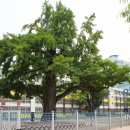 계산동 은행나무 이미지