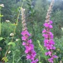 팔월펜션 이미지