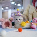 강남 고양이 분양 캣프렌즈 이미지