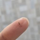 디어민 - 강남구 | 영등포 아이라인문신 잘하는 집 | 인생 아이라인 찾은 후기