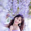 진천 이팝나무길,진천 농다리 메타쉐콰이어길, 예산 아그로랜드 태신목장,당진 합도 초등학교 등꽃에서. 이미지