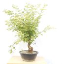 그린피아 이미지