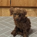 우리집코코 이미지