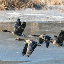 경안천 4 이미지