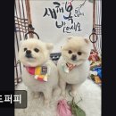 위드퍼피 | (수원, 강아지, 고양이, 애견미용, 추천!) 위드퍼피 수원 위드퍼피, 맞춤형 케어