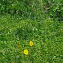 정선풍류펜션 이미지