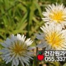 과일나라건강원