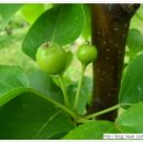 쌍둥이네 농장 이미지