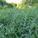 황정농장 이미지