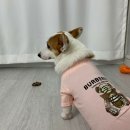 제주코기네 이미지