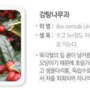 이쁜나무 이미지