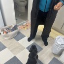 노일호 특수목적견 이미지