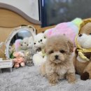 나의 강아지 | 미사강아지분양 견월당 솜뭉치같은 말티푸 나의 뭉치 입양후기(feet.뭉치🐶 )