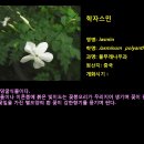 쟈스민 이미지