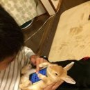 폰케이스얌 이미지
