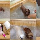 위드펫종합동물병원 이미지