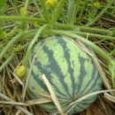 남호농장 이미지