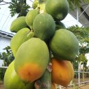 가온농장2 이미지