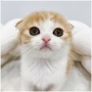 비비퍼피 강아지분양 일산점 이미지