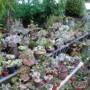 고령꽃집 이미지