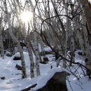 빛-자작나무 이미지