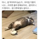 배부른고양이 이미지