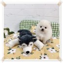 광주강아지분양 애견분양 마마스미독 광주점 이미지