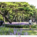 보랏빛향기 이미지