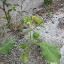 어저귀꽃 -우리나라 성씨 종류 이미지