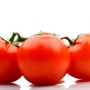 쁘띠 토마토 이미지