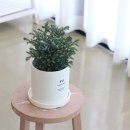 블루버드 이미지