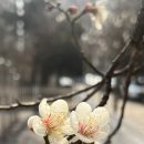 낙촌커피 네이버블로그