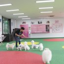 강아지 호텔 이미지