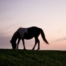 점핑오작교 이미지