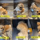 슈슈댕 천안두정점 | 강아지 셀프 목욕 천안 슈슈댕 이용 후기