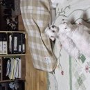 비아장터 이미지